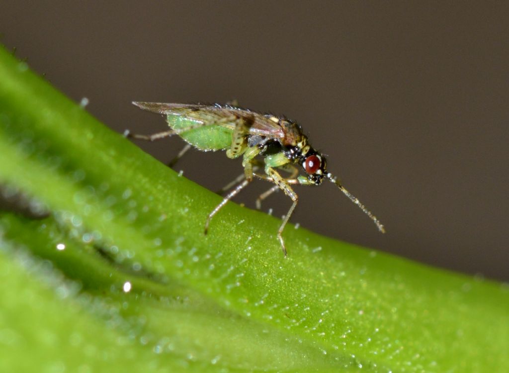 Miridae: Dicyphus (Brachyceroea) albonasutus di Toscana (GR)